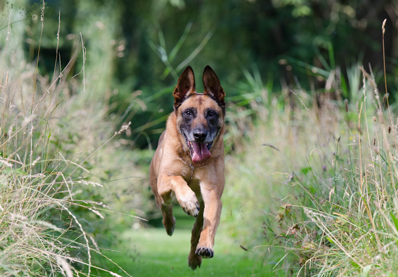 Koira juoksee innoissaan kesäisellä niityllä.