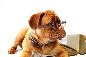 Koira-opiskelee-silmälasit-päässä